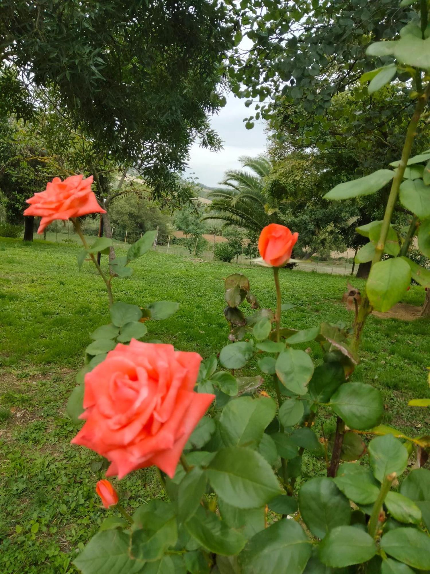 מליאנו אין טוסקנה Agriturismo Da Remo מראה חיצוני תמונה